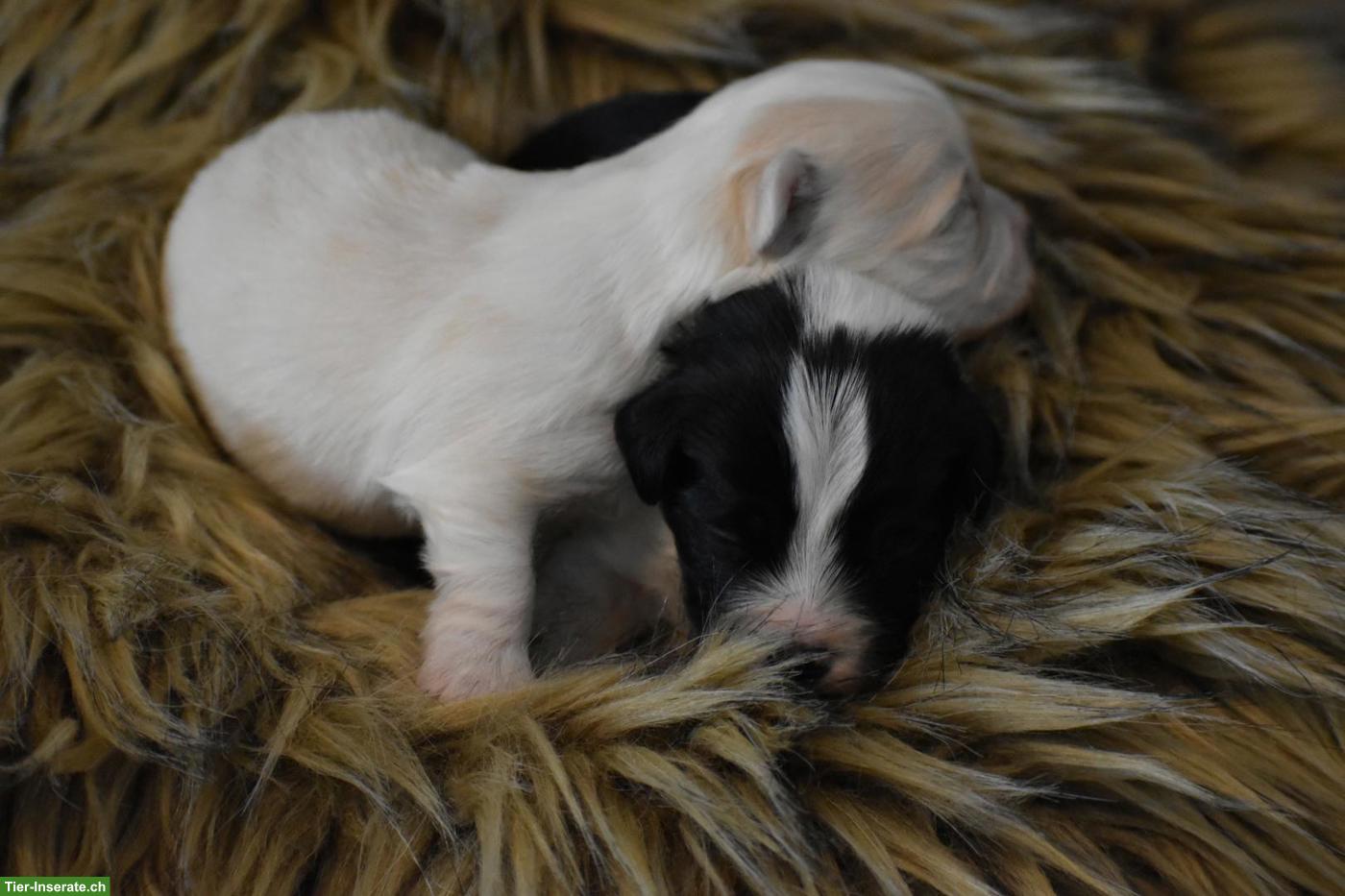 Bild 2: Havaneser Welpen aus liebevoller Zucht