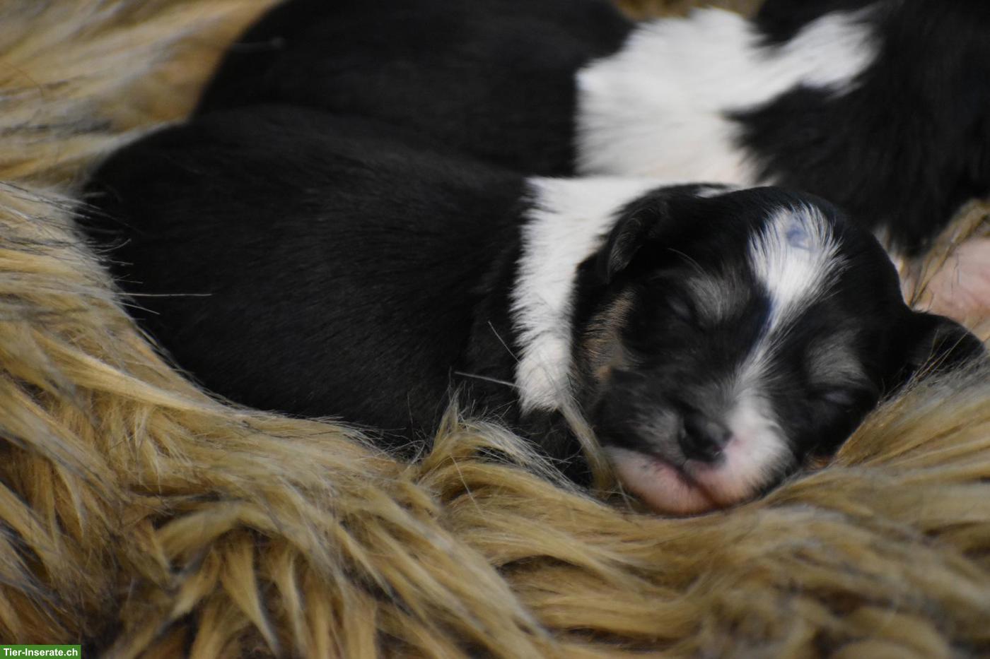 Bild 3: Havaneser Welpen aus liebevoller Zucht