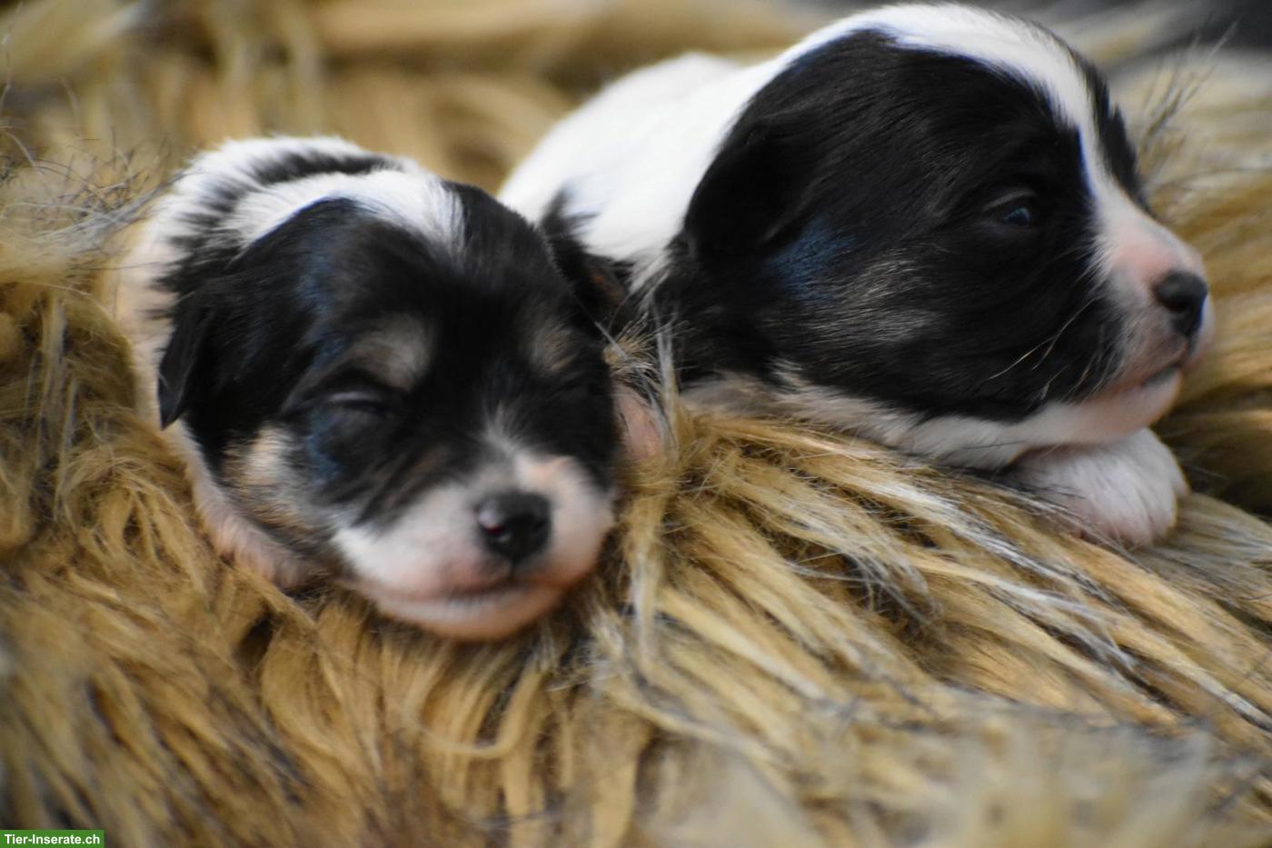 Bild 4: Havaneser Welpen aus liebevoller Zucht