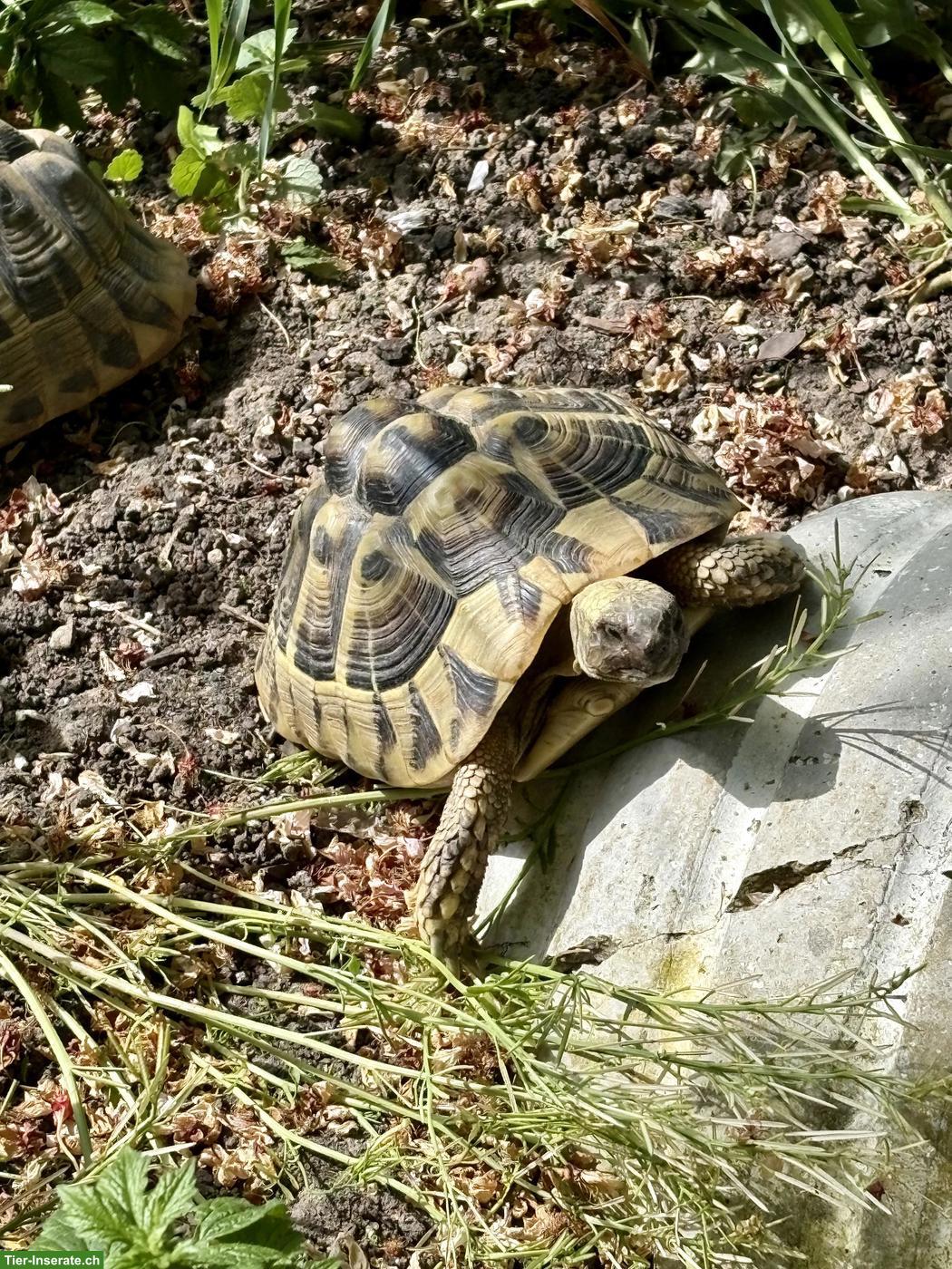 3 gesunde Griechische Landschildkröten Weibchen