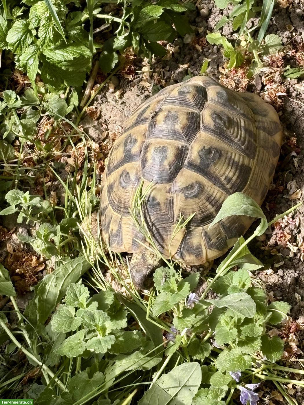 Bild 2: 3 gesunde Griechische Landschildkröten Weibchen