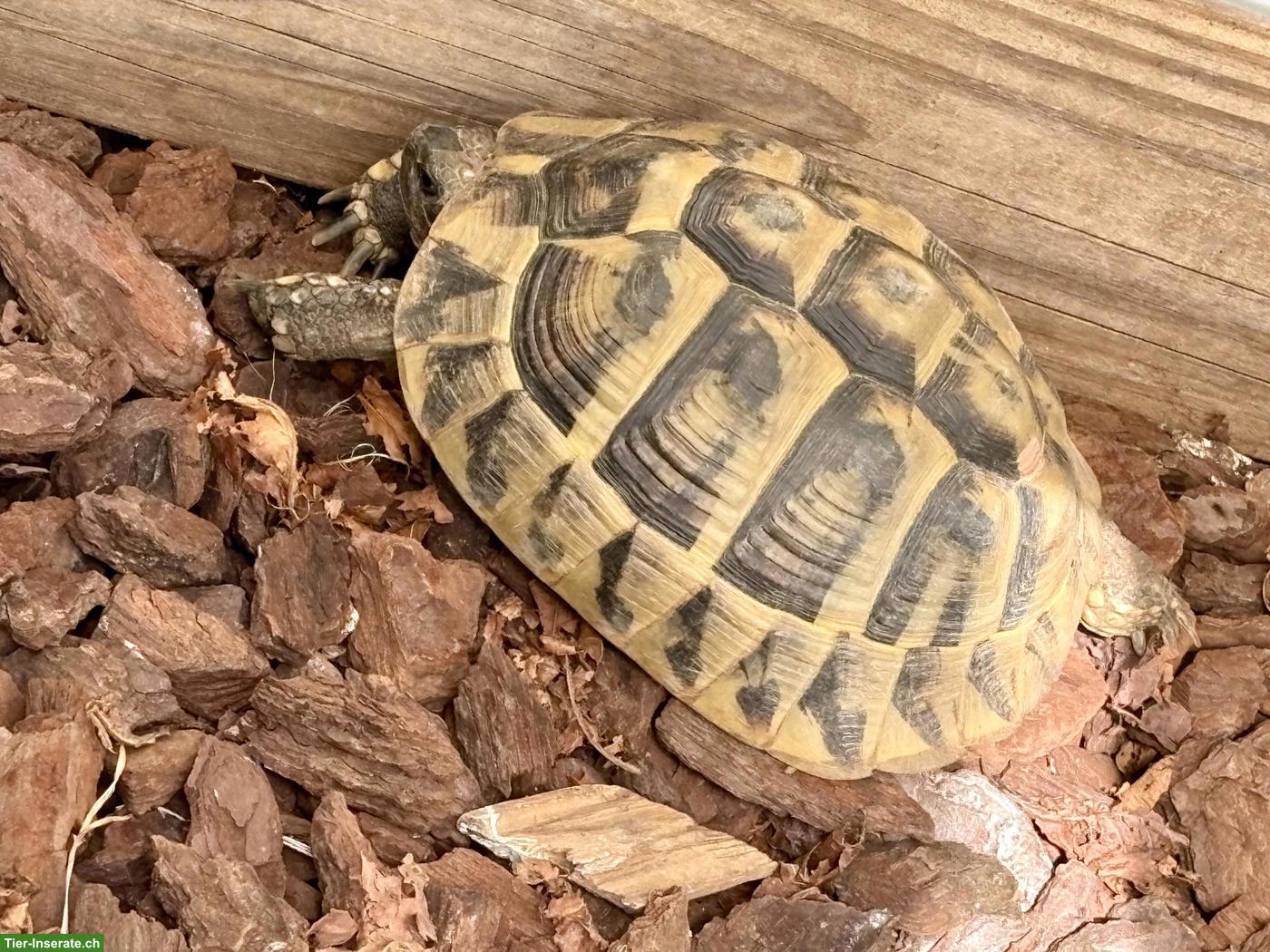 Bild 3: 3 gesunde Griechische Landschildkröten Weibchen