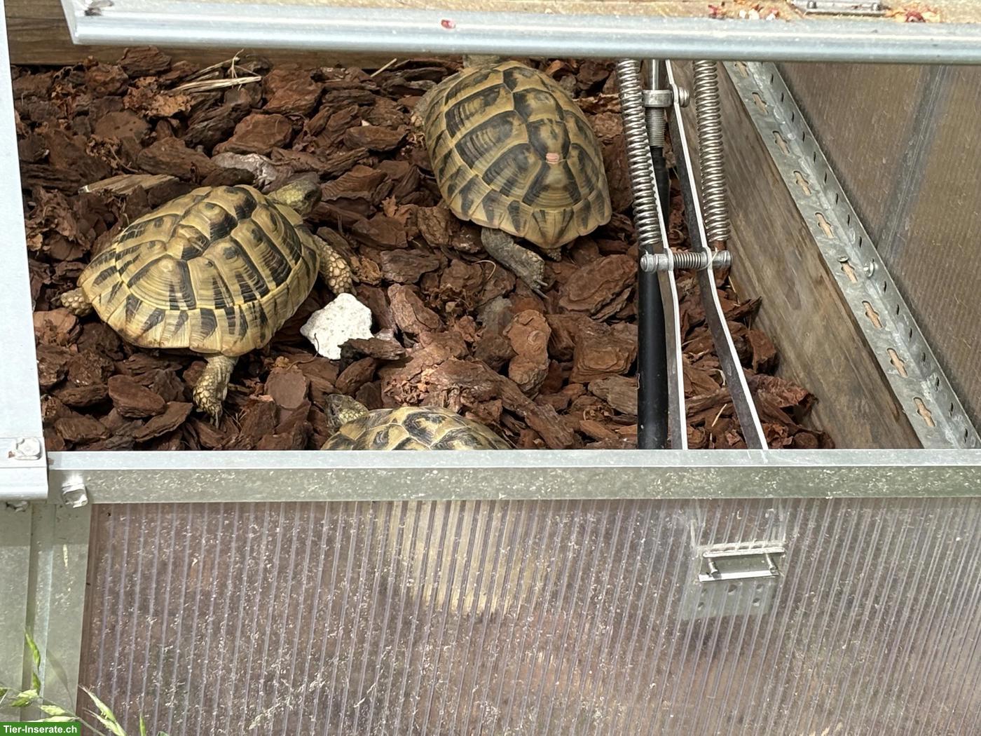 Bild 4: 3 gesunde Griechische Landschildkröten Weibchen