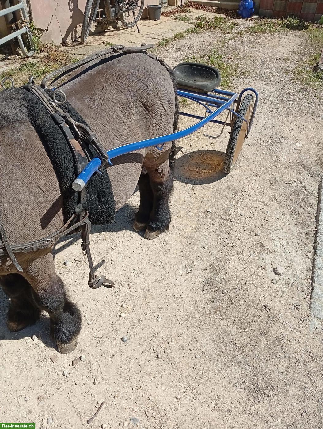 Bild 3: Pony Rennsulky zu verkaufen