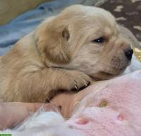Reinrassige Labrador Welpen mit Ahnentafel
