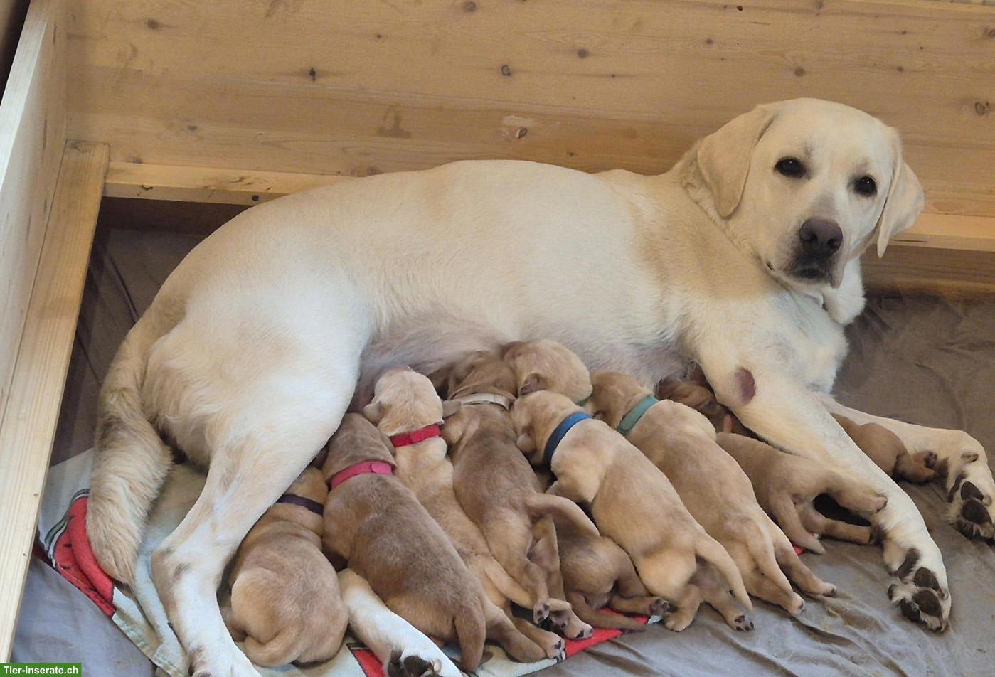 Bild 2: Reinrassige Labrador Welpen mit Ahnentafel