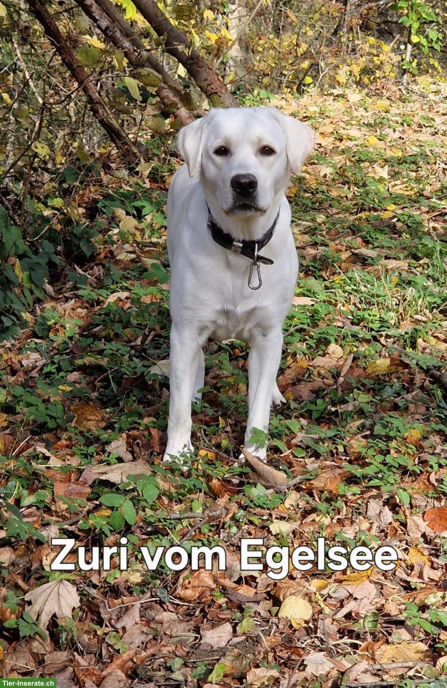 Bild 3: Reinrassige Labrador Welpen mit Ahnentafel