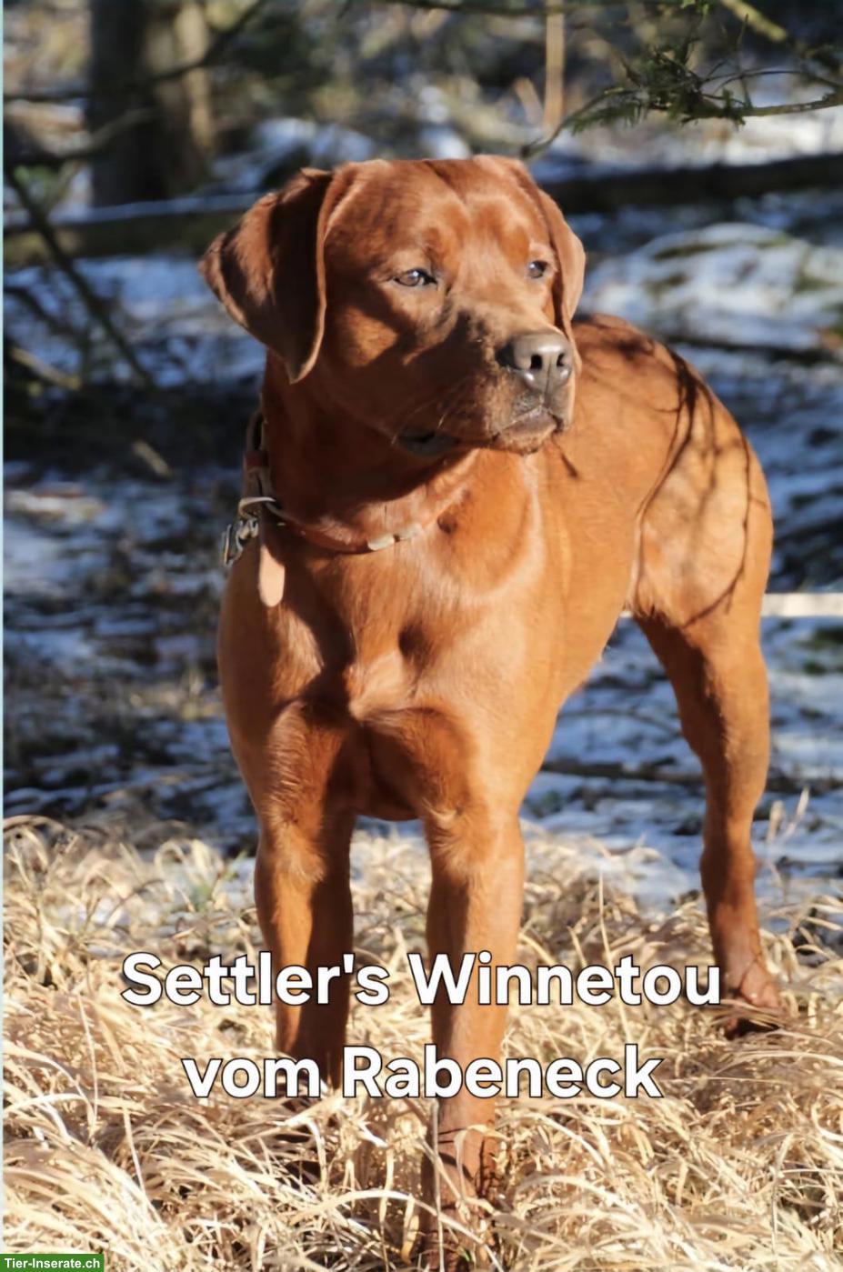 Bild 4: Reinrassige Labrador Welpen mit Ahnentafel