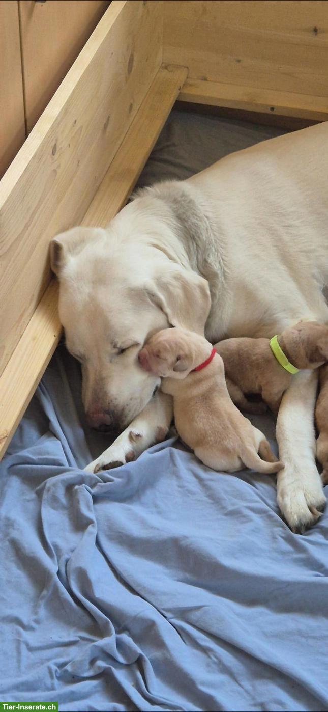 Bild 5: Reinrassige Labrador Welpen mit Ahnentafel