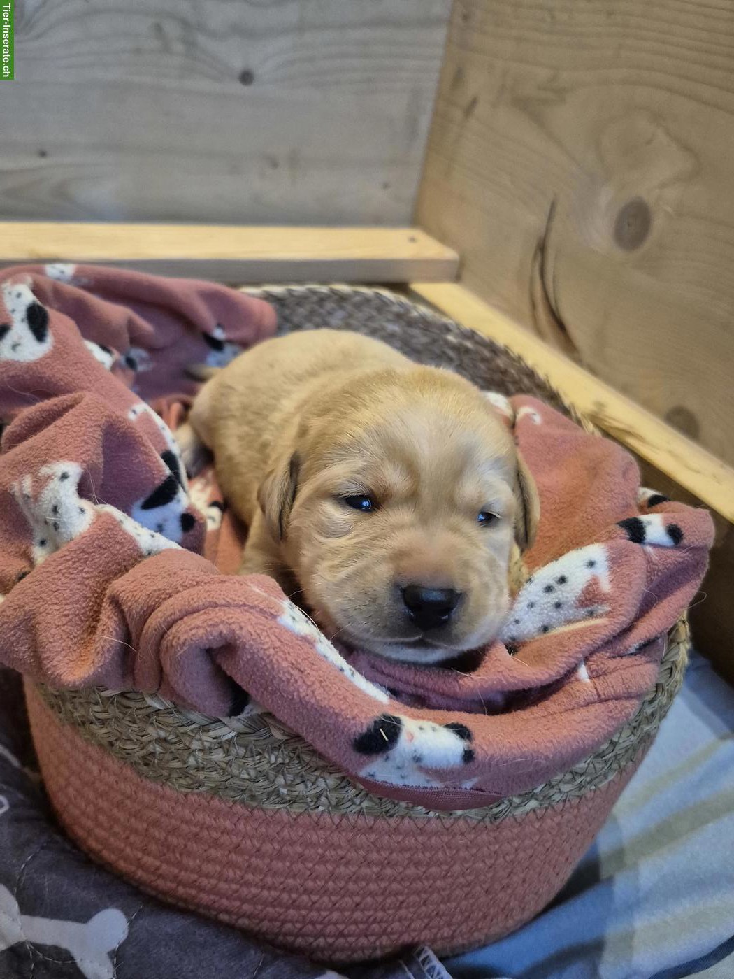 Bild 6: Reinrassige Labrador Welpen mit Ahnentafel