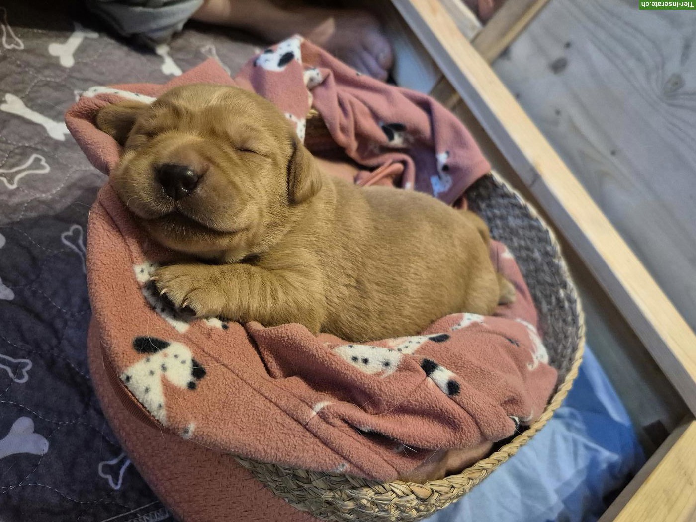 Bild 7: Reinrassige Labrador Welpen mit Ahnentafel