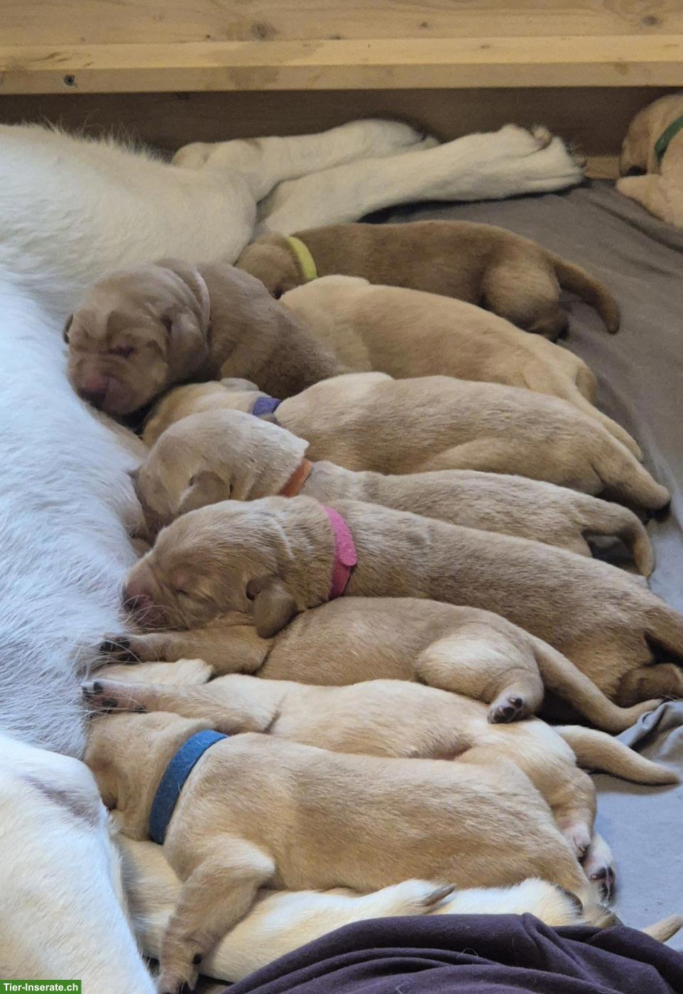 Bild 8: Reinrassige Labrador Welpen mit Ahnentafel