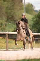 Islandpferd: exklusive 5-Gang-Stute aus Schweizer Zucht