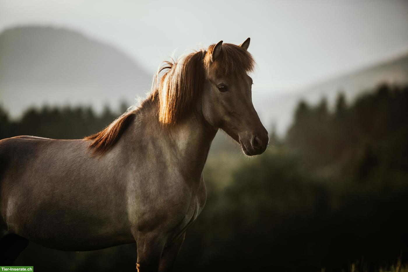 Bild 2: Islandpferd: exklusive 5-Gang-Stute aus Schweizer Zucht