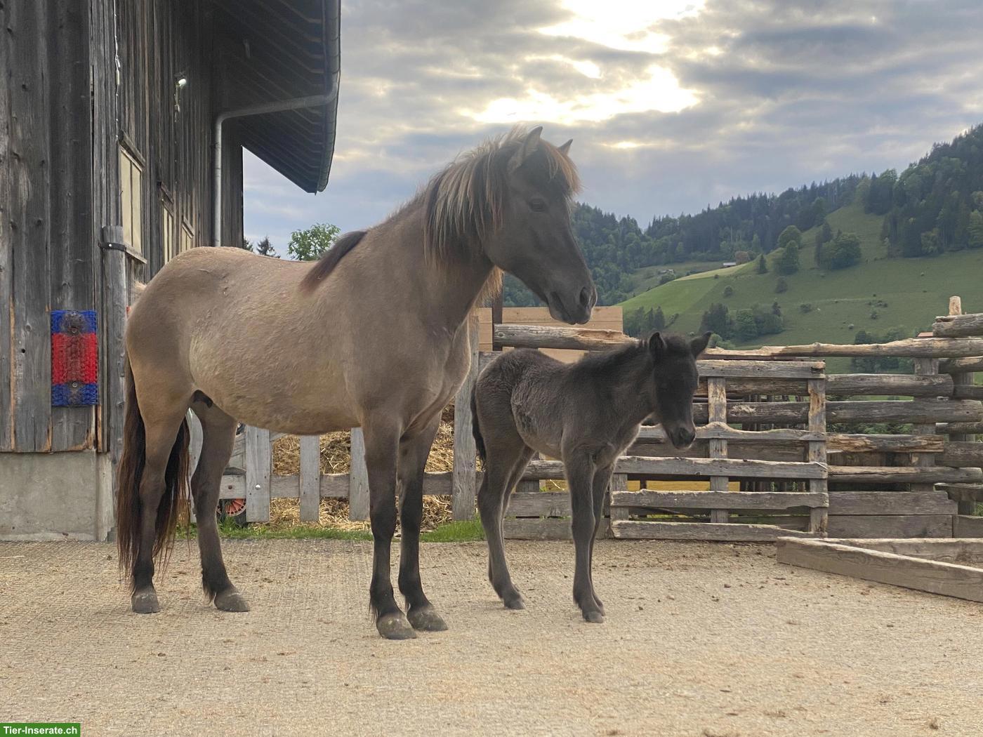 Bild 3: Islandpferd: exklusive 5-Gang-Stute aus Schweizer Zucht