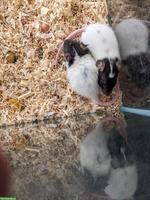 Weibliche Rattenbabys zu verkaufen