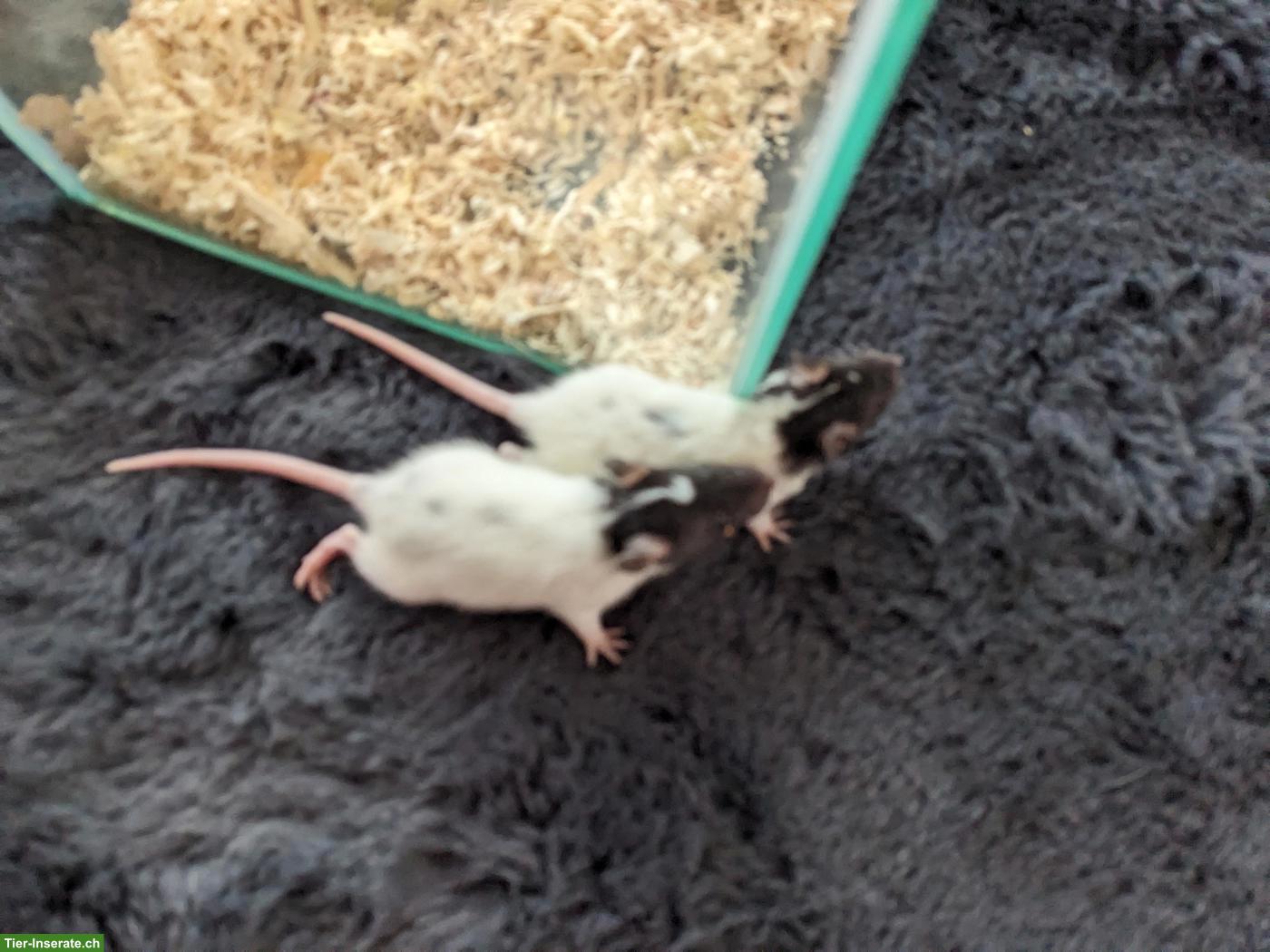 Bild 2: Weibliche Rattenbabys zu verkaufen