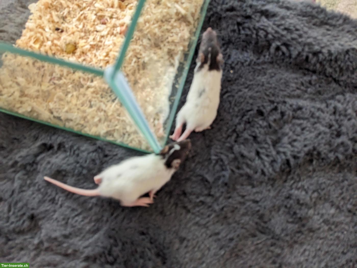 Bild 3: Weibliche Rattenbabys zu verkaufen