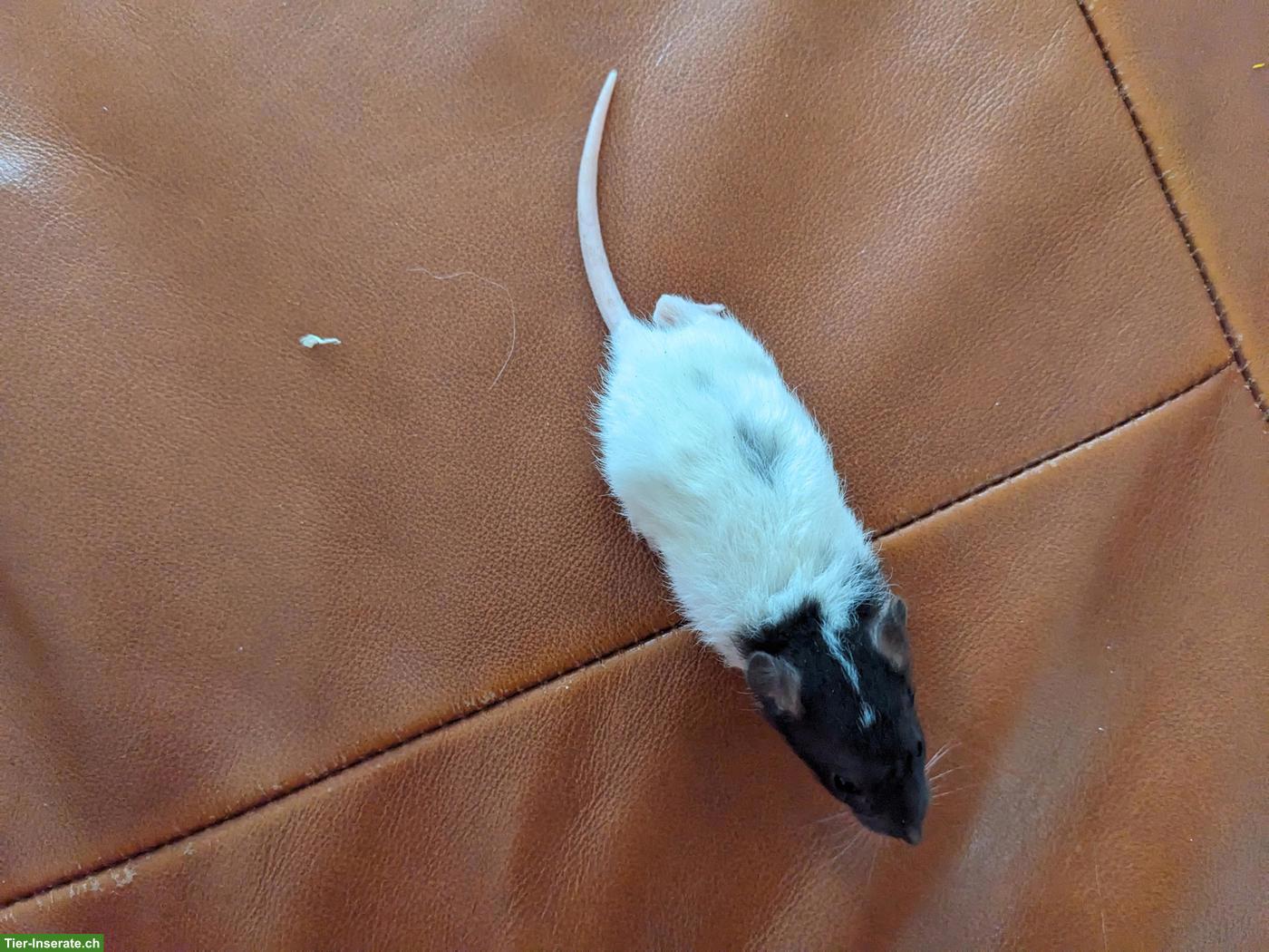 Bild 4: Weibliche Rattenbabys zu verkaufen