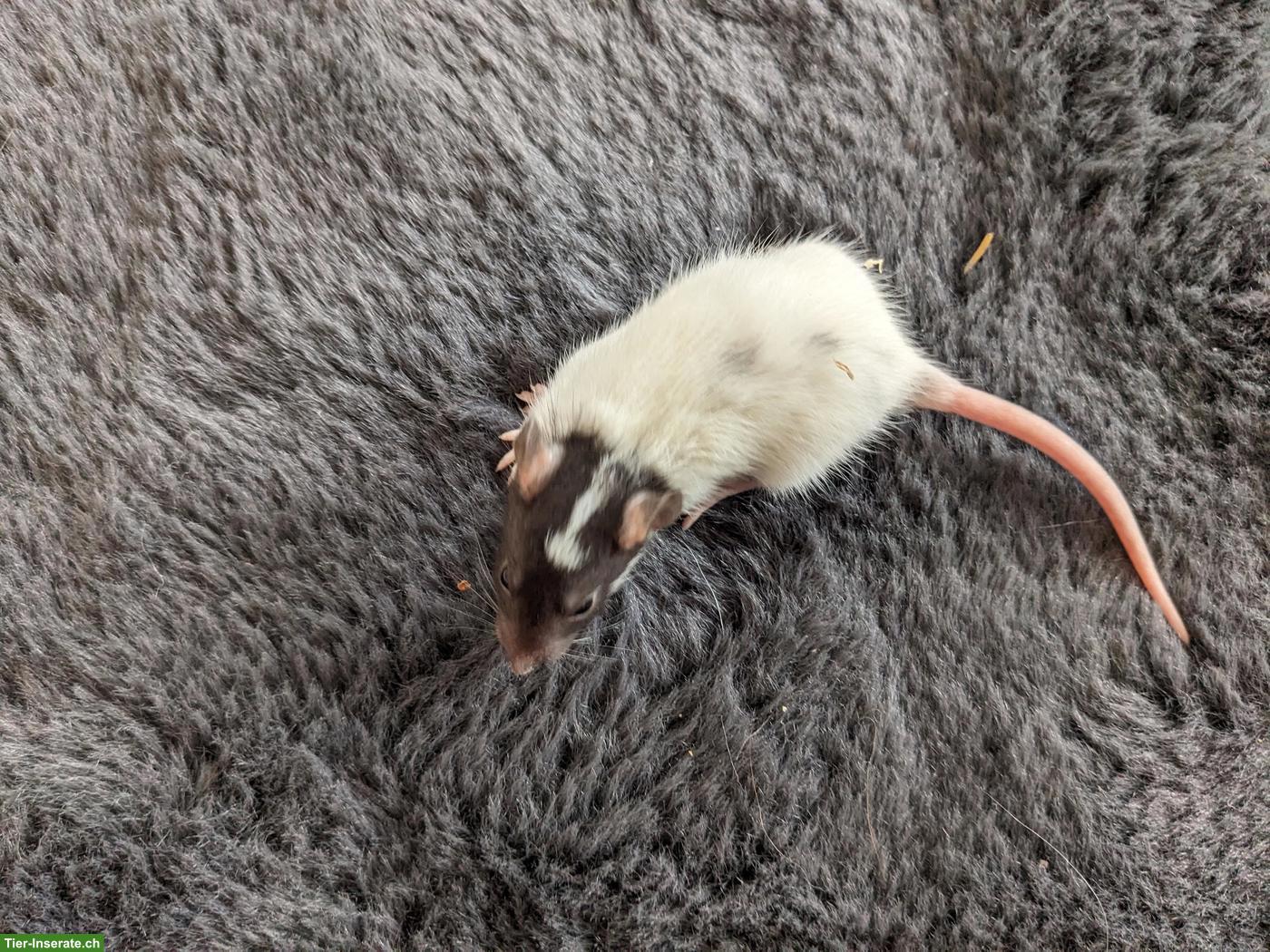 Bild 5: Weibliche Rattenbabys zu verkaufen