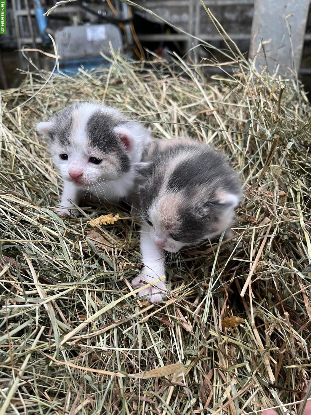 Bauernhof Kitten suchen ein neues Daheim
