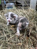 Bauernhof Kitten suchen ein neues Daheim