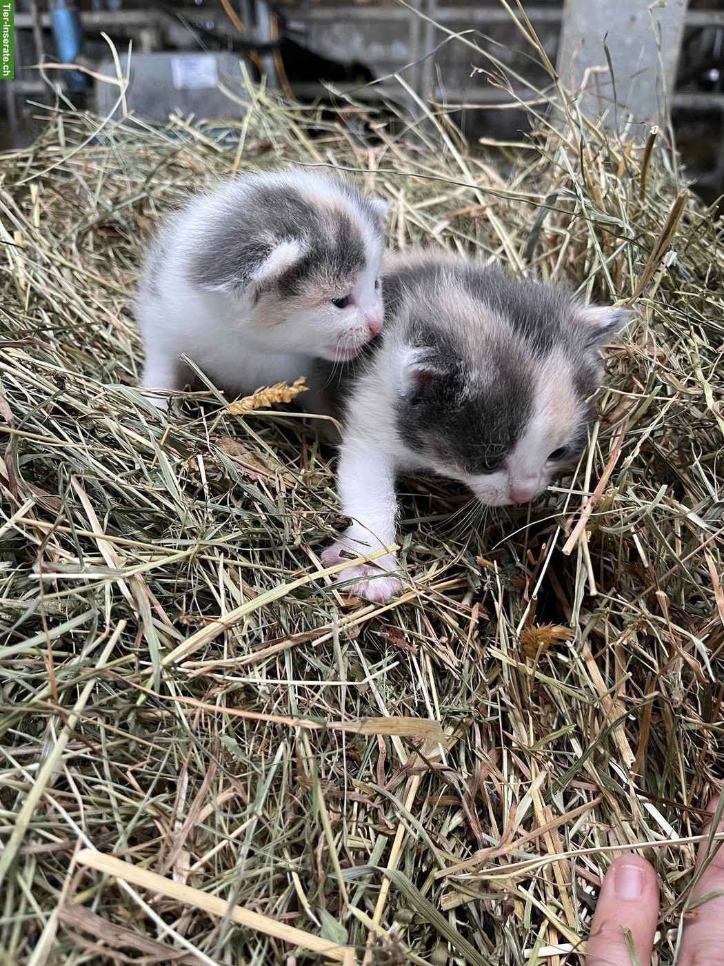 Bild 2: Bauernhof Kitten suchen ein neues Daheim