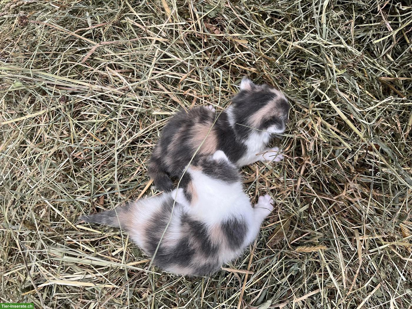 Bild 3: Bauernhof Kitten suchen ein neues Daheim