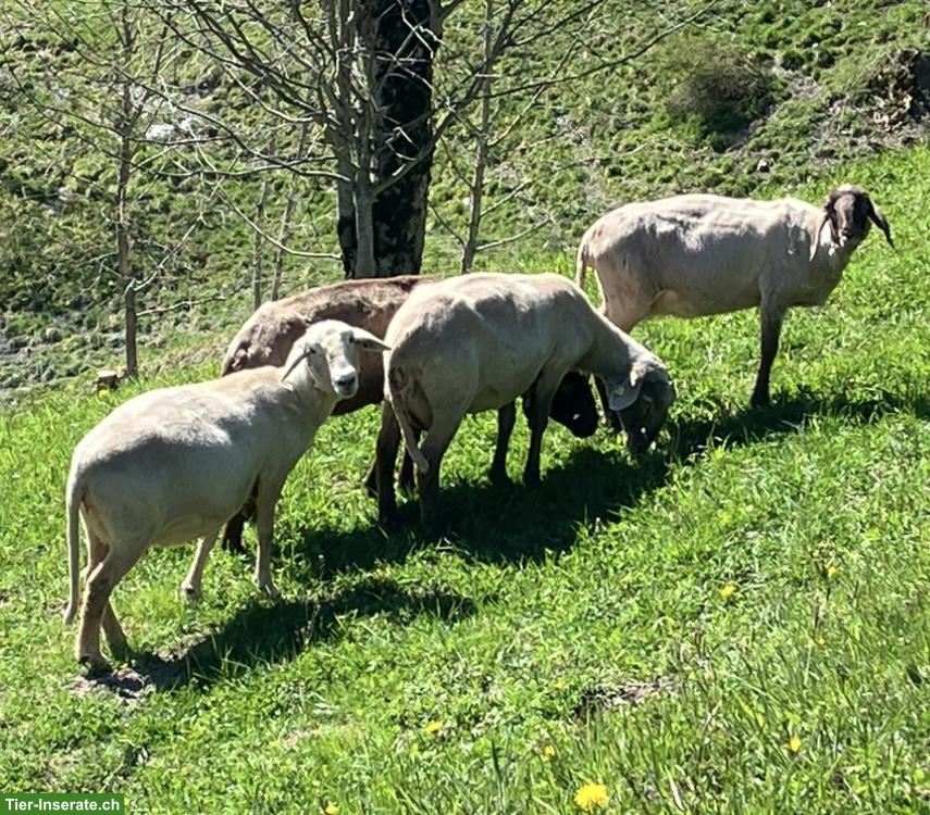 Stein-Engadinerschafe zu verkaufen