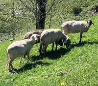 Stein-Engadinerschafe zu verkaufen
