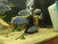 Junge Cyrtocara moorii (Beulenkopfmaulbrüter)