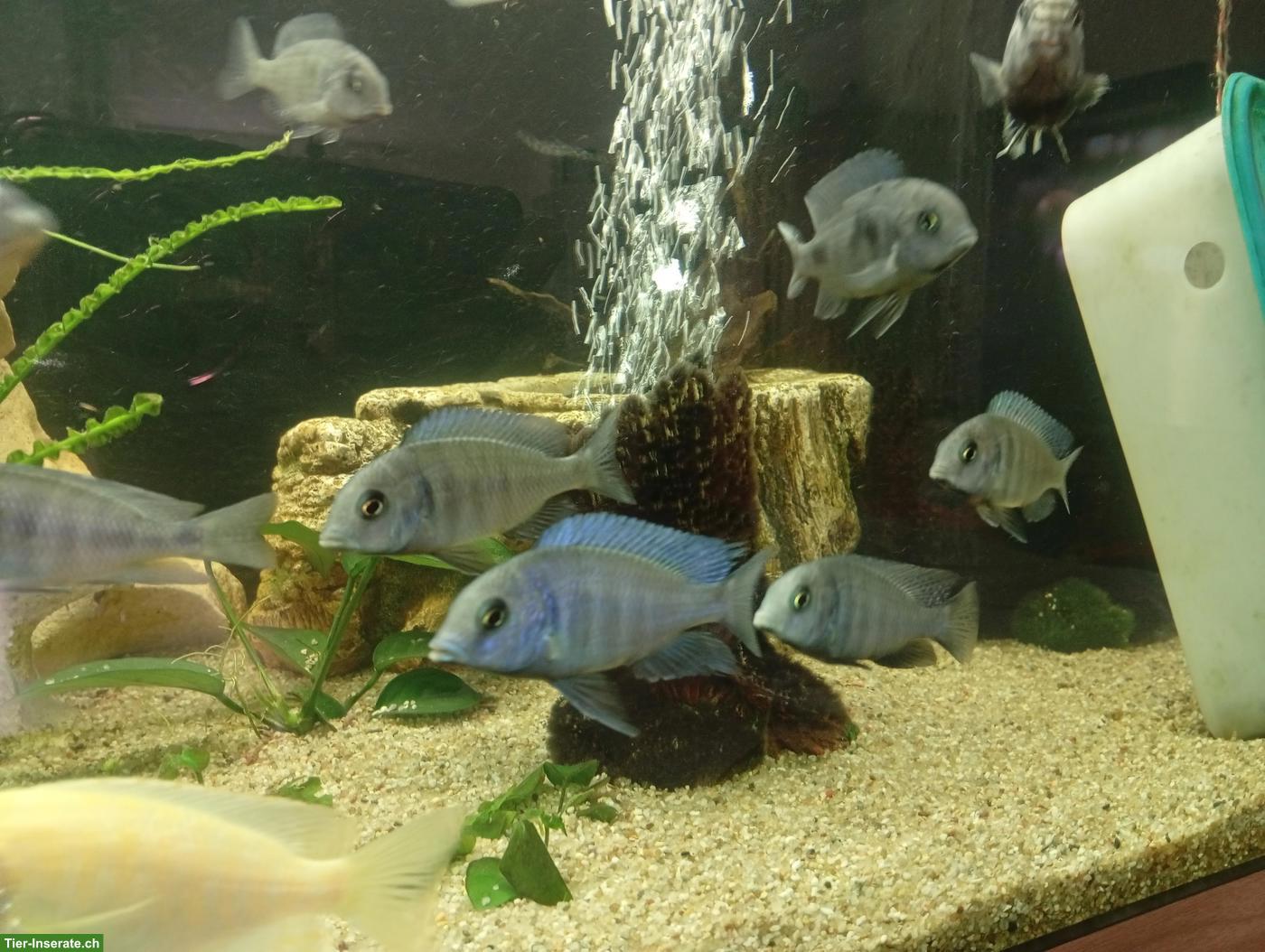 Bild 2: Junge Cyrtocara moorii (Beulenkopfmaulbrüter)