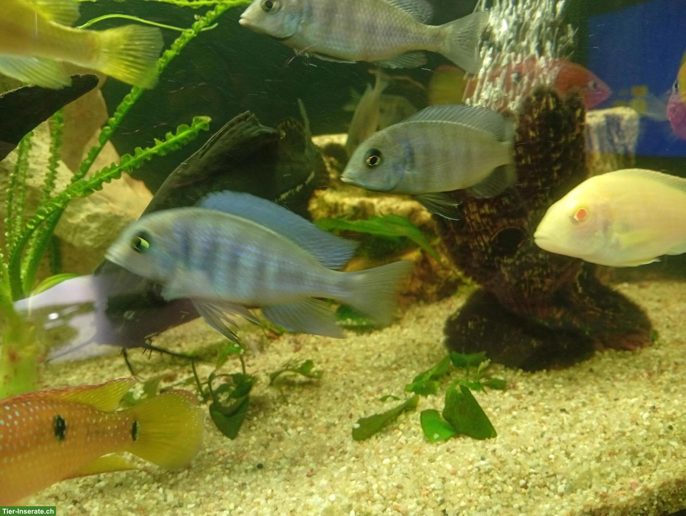 Bild 3: Junge Cyrtocara moorii (Beulenkopfmaulbrüter)