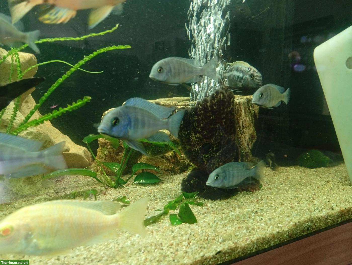 Bild 4: Junge Cyrtocara moorii (Beulenkopfmaulbrüter)