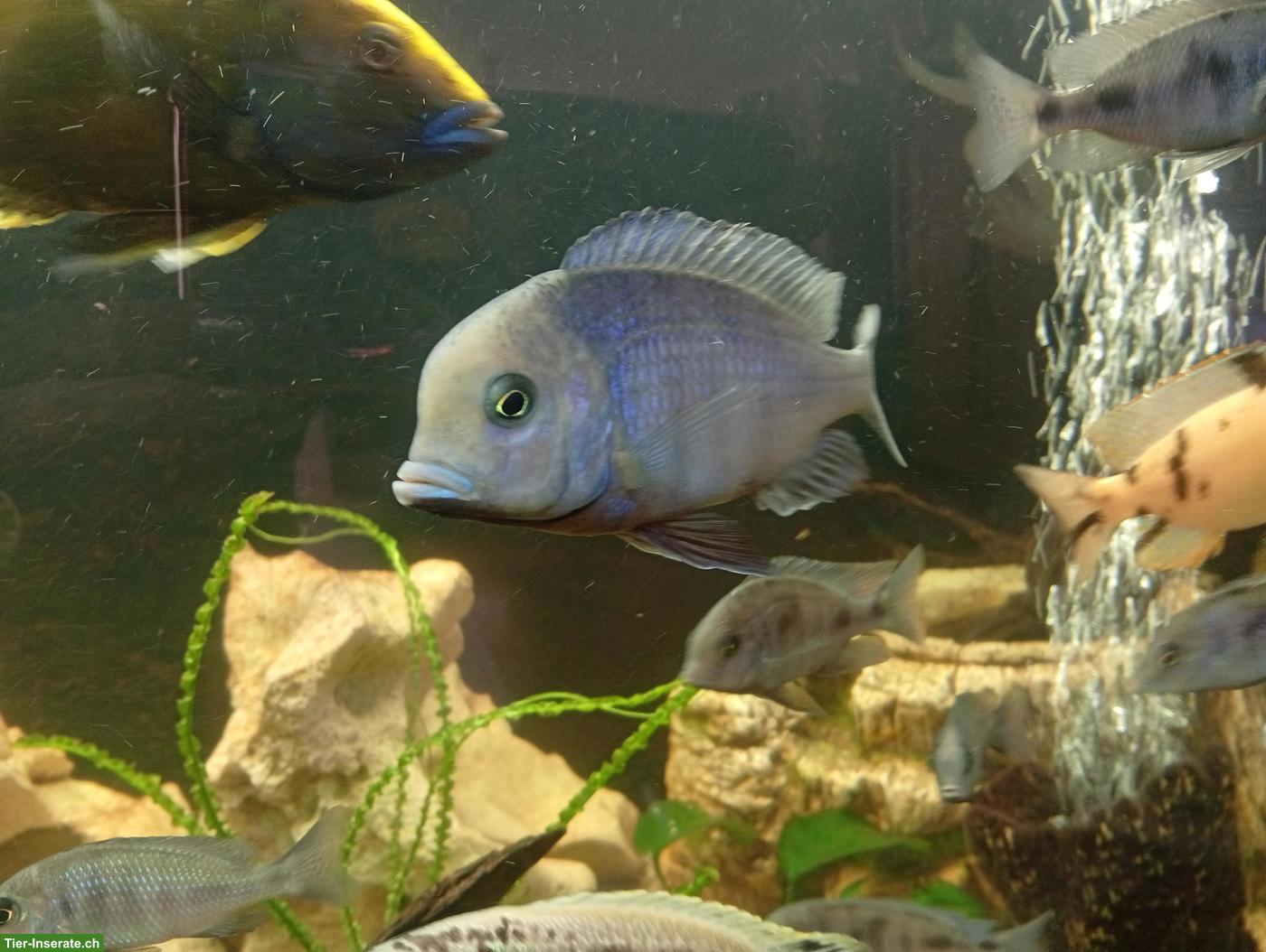 Bild 5: Junge Cyrtocara moorii (Beulenkopfmaulbrüter)