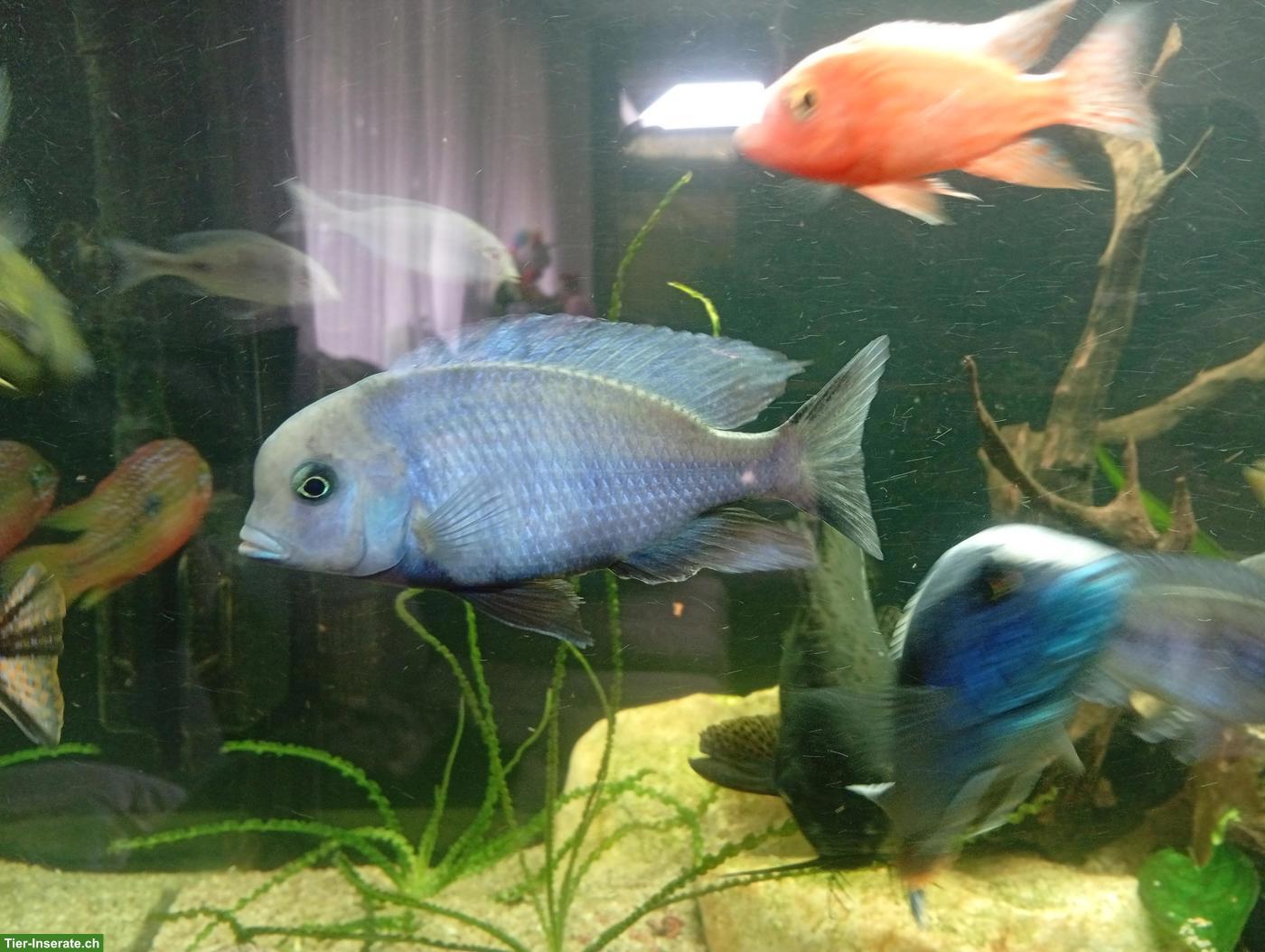 Bild 6: Junge Cyrtocara moorii (Beulenkopfmaulbrüter)