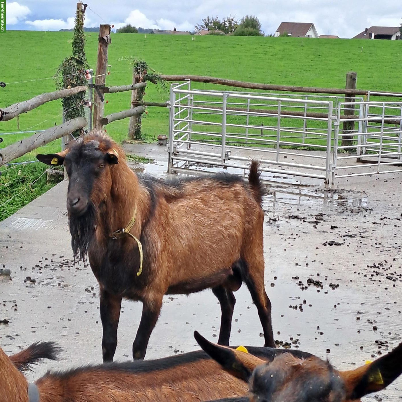 Gemsfarbiger Gebirgsziegenbock