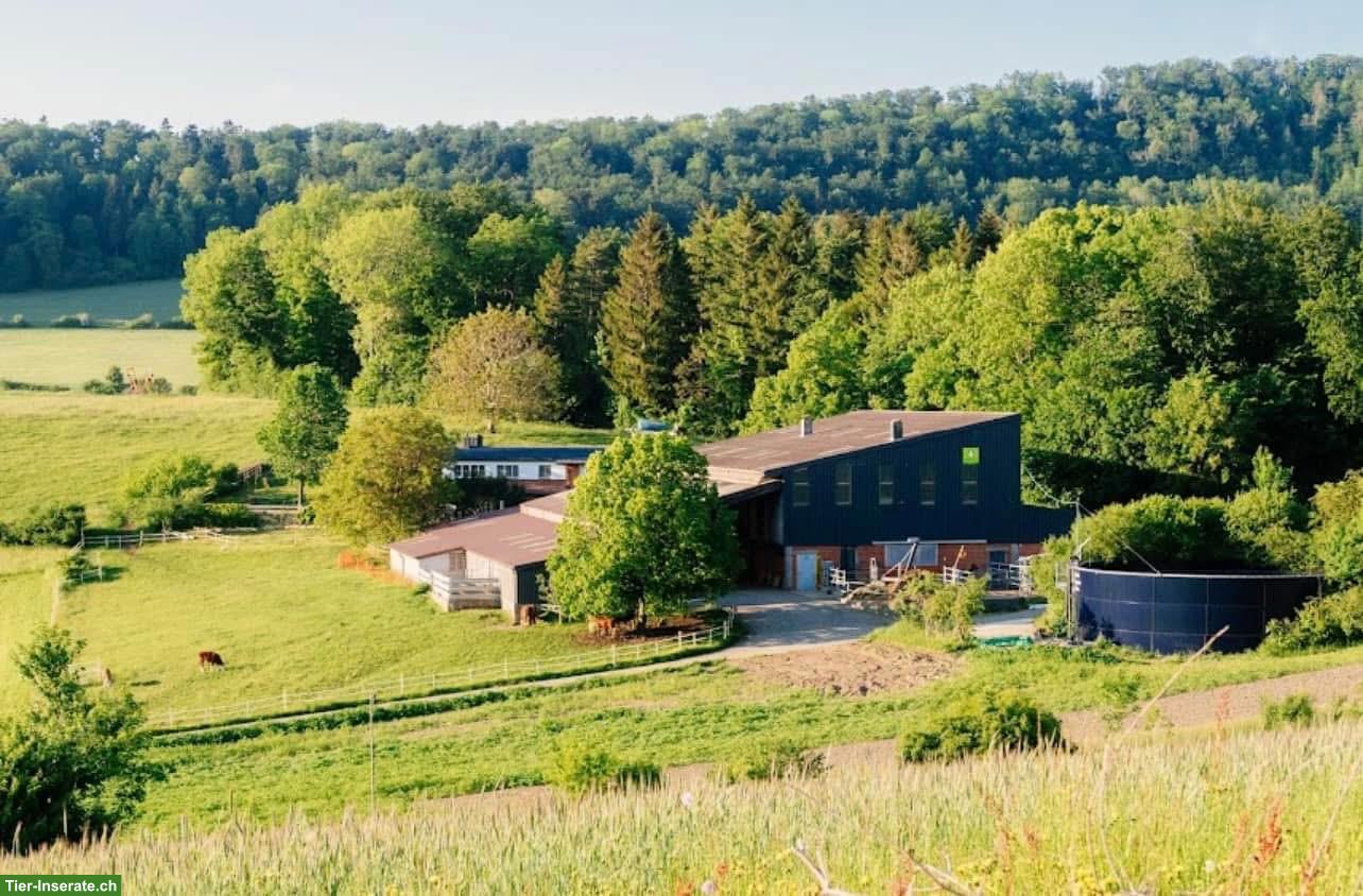 Offenstallplätze frei in Erlinsbach AG