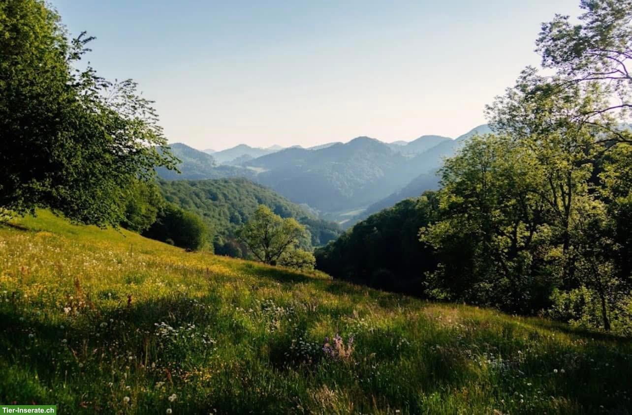 Bild 2: Offenstallplätze frei in Erlinsbach AG