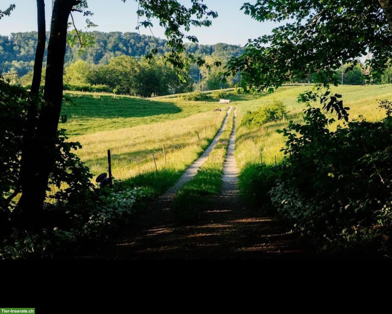 Bild 3: Offenstallplätze frei in Erlinsbach AG