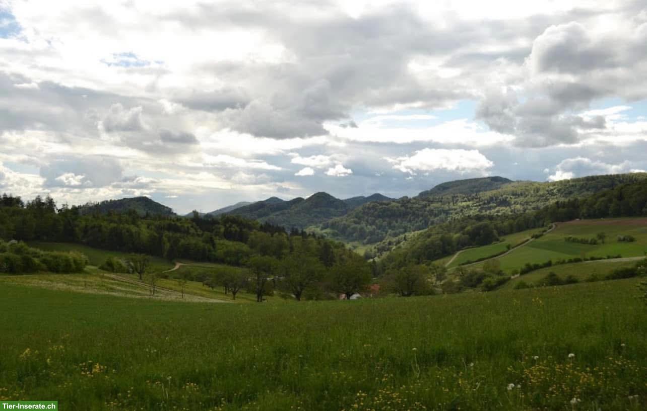 Bild 4: Offenstallplätze frei in Erlinsbach AG