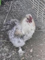 Seidenhuhn-Mix Güggel sucht neues Zuhause