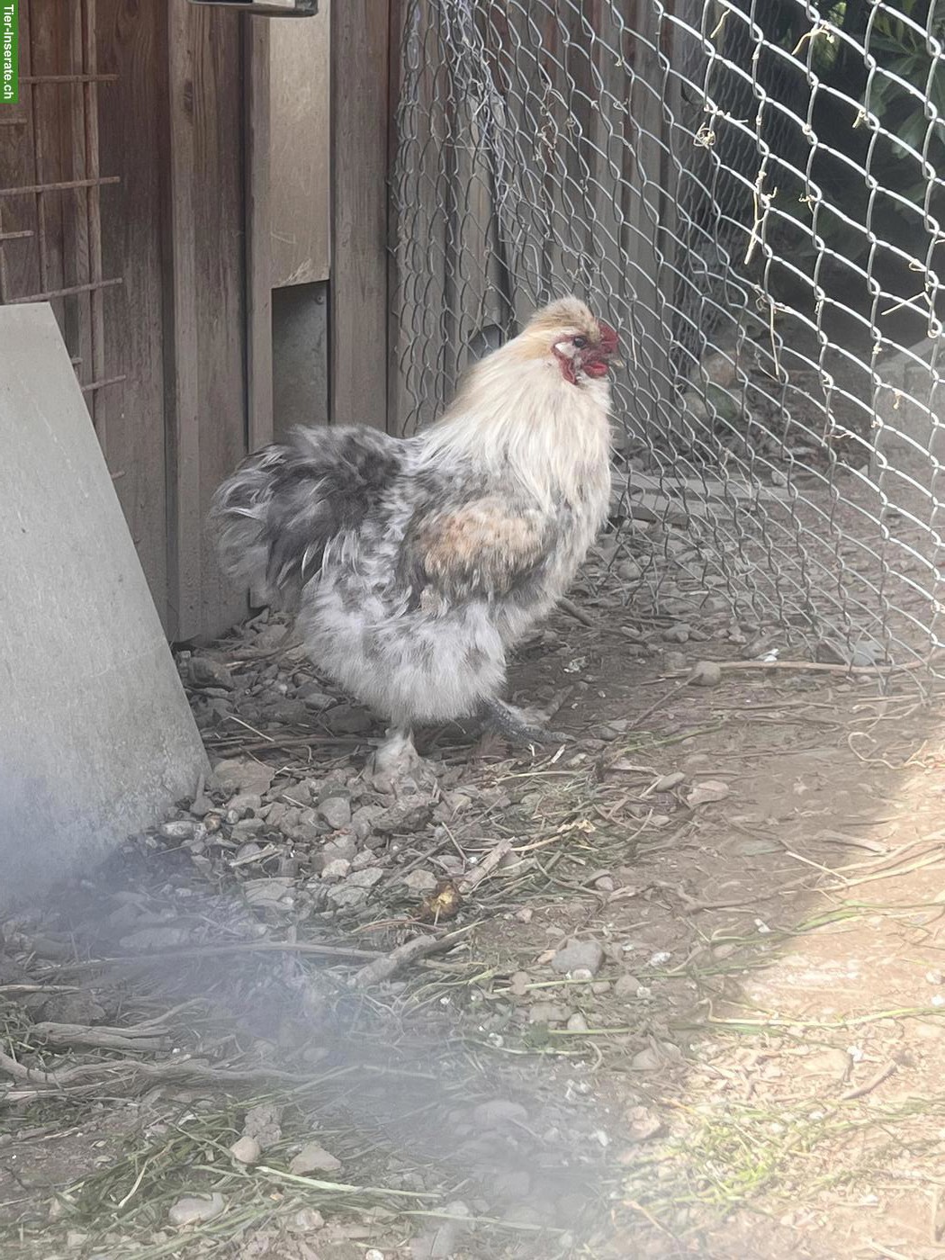 Bild 2: Seidenhuhn-Mix Güggel sucht neues Zuhause