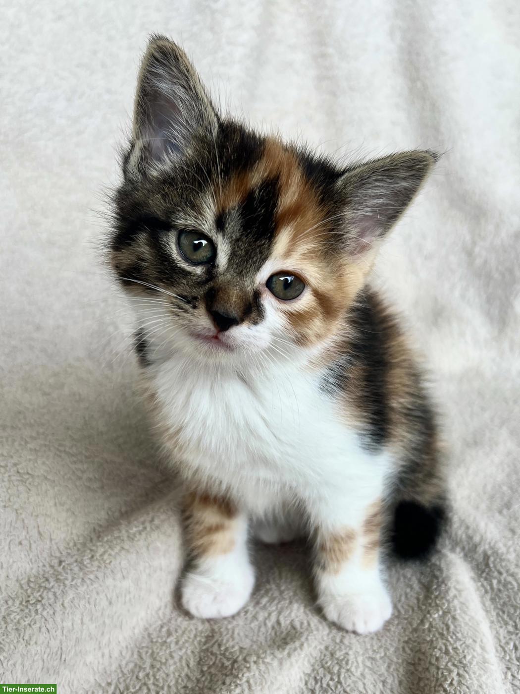 Kätzchen suchen ein neues Zuhause