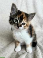 Kätzchen suchen ein neues Zuhause