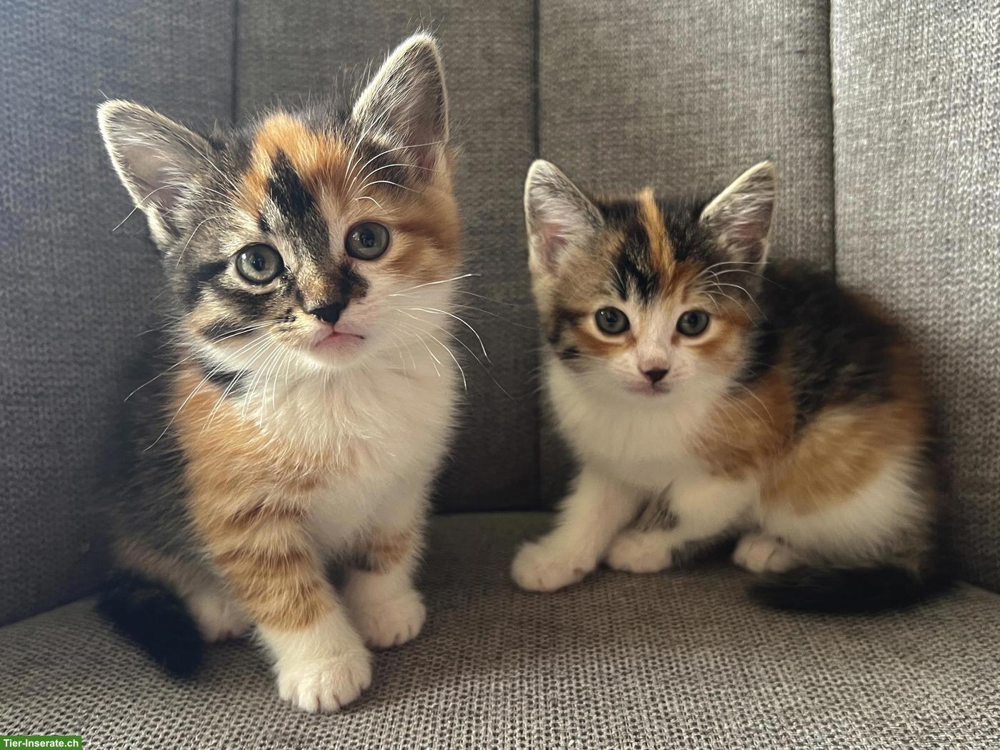 Bild 2: Kätzchen suchen ein neues Zuhause