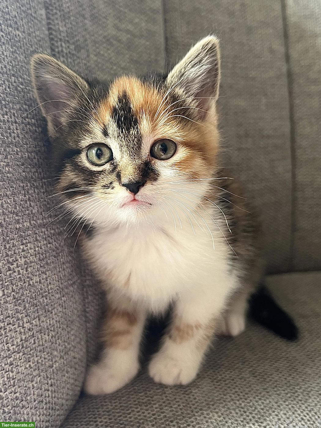 Bild 3: Kätzchen suchen ein neues Zuhause