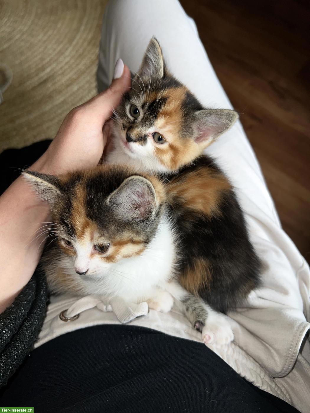 Bild 4: Kätzchen suchen ein neues Zuhause