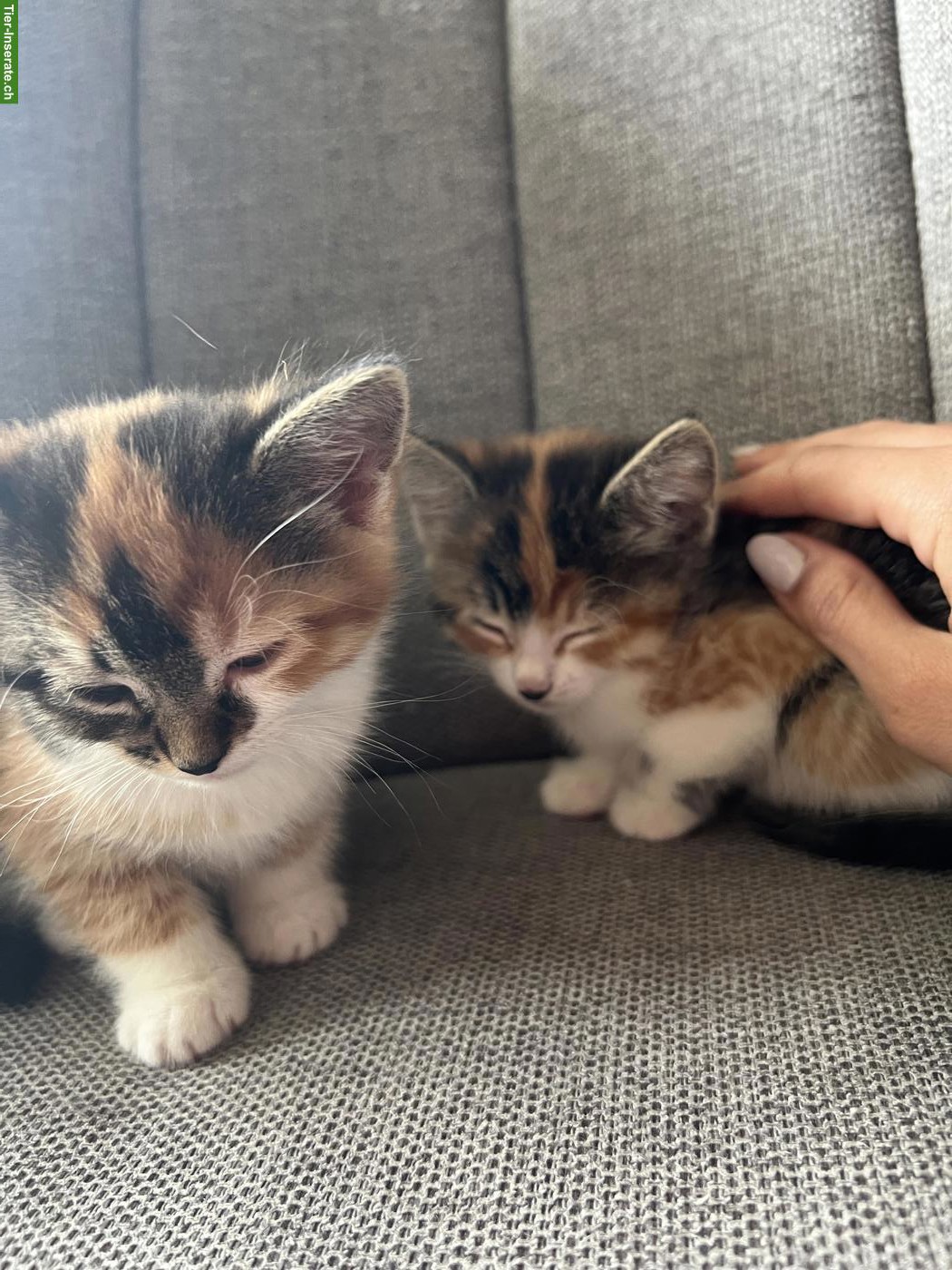 Bild 5: Kätzchen suchen ein neues Zuhause