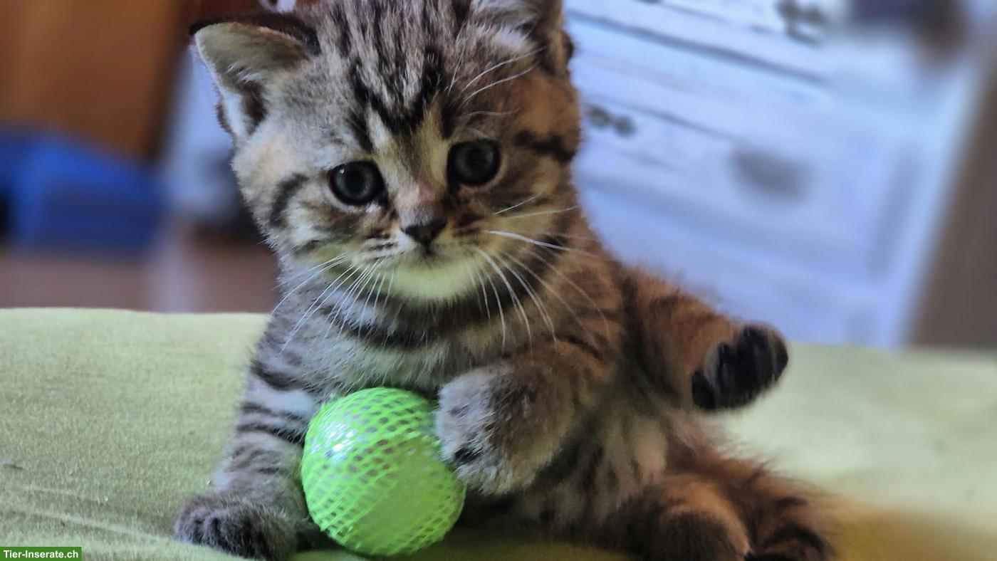 Reinrassige Britisch Kurzhaar Kitten (BKH)
